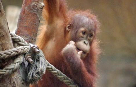 Ein Orang-Utan spielt zwischen Stämmen und Seilen im Zoo.
