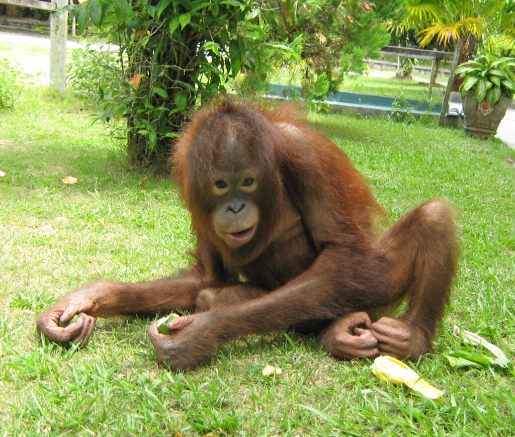 Ein Orang-Utan-Jungtier sitzt im Gras mit Früchten in den Händen und schaut Richtung Kamera.