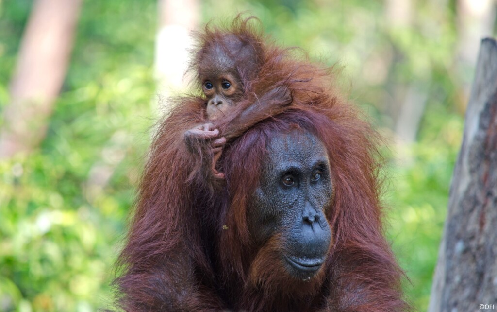 Ein Orang-Utan-Baby sitzt auf dem Rücken seiner Mama und stützt sich auf ihrem Kopf ab.
