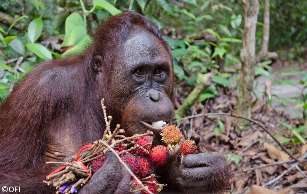Nahaufnahme eines Orang-Utan, der Rambutanfrüchte isst.