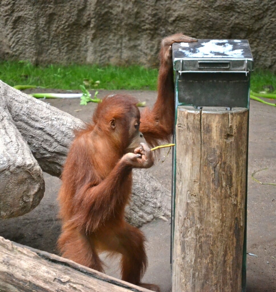 Ein Orang-Utan-Jungtier versucht, etwas mit einem Stock aus einem Kasten zu holen.