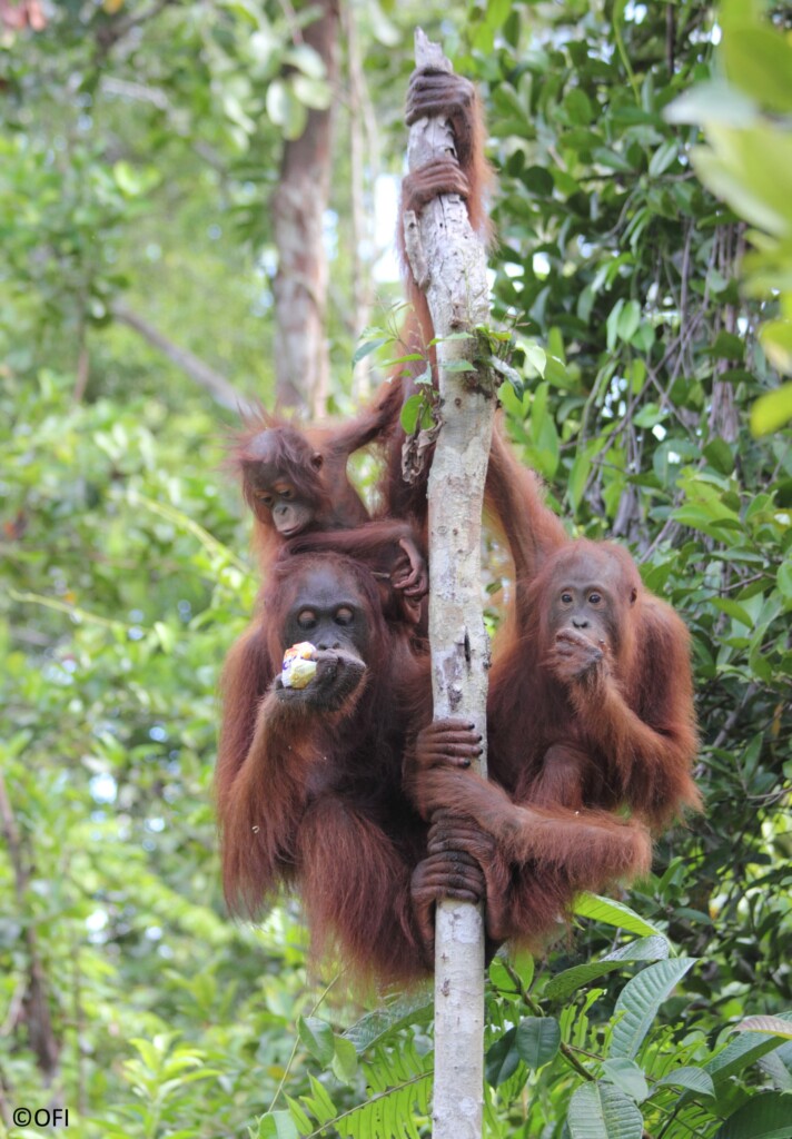Zwei ältere und ein junger Orang-Utan hängen in einem Baum und essen Früchte.