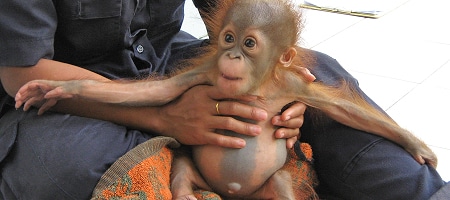A baby orangutan sits on a carer’s lap.