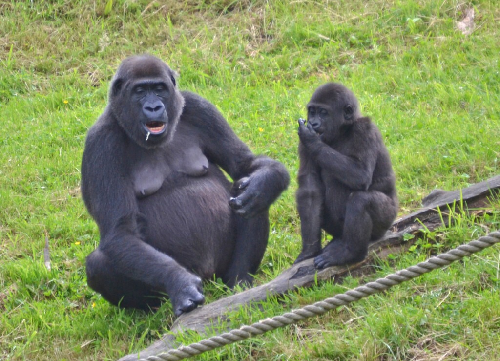 Eine Gorilla-Mutter und ihr Kind sitzen auf dem Boden.