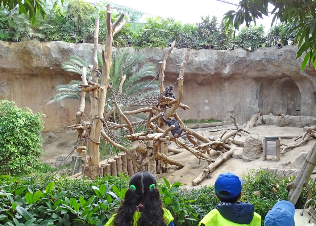 Blick in des Schimpansengehege des Leipziger Zoos. Einige Grundschüler betrachten die Schimpansen.