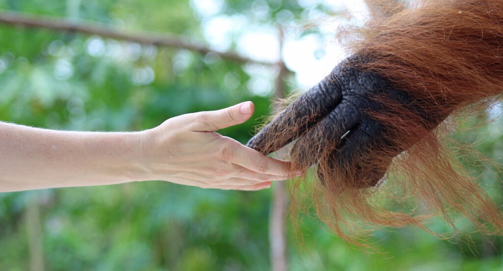 Vom linken Bildrand aus streckt sich eine menschliche Hand zur Bildmitte. Die Hand ist geöffnet und die Handfläche zeigt nach oben. Vom rechten Bildrand aus streckt sich die große Hand eines Orang-Utans bis zur Bildmitte. Die Hand des Orang-Utans ist halb geöffnet und in der Bildmitte berühren seine Finger die Handfläche des Menschen.