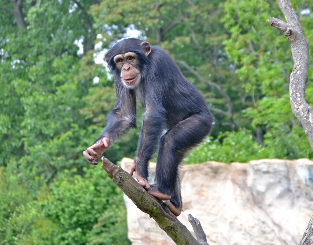 Ein Schimpanse steht auf einem Ast. Er hält sich mit Füßen und Händen fest. Die Arme sind etwa gleich lang wie die Beine