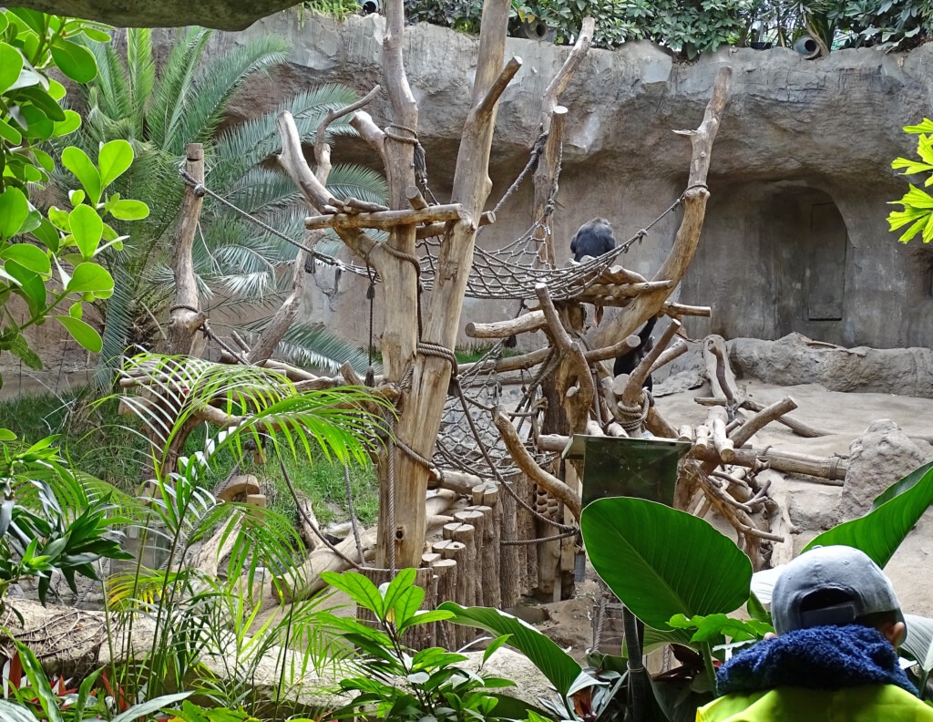 Blick in das Schimpansengehege des Leipziger Zoos. Ein Grundschüler und betrachtet die Schimpansen.