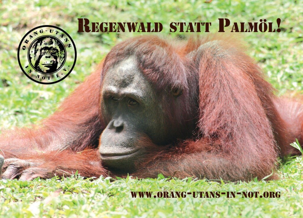 Das vierte Stickermotiv (rechteckig): Ein Orang-Utan liegt auf einer Wieso und schaut in die Ferne, über seinem Kopf steht „Regenwald statt Palmöl!“.