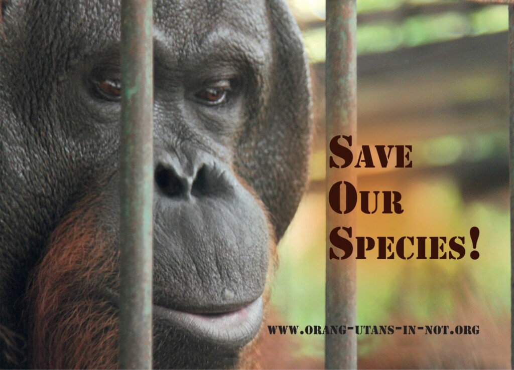 Drittes Stickermotiv (rechteckig): ein Orang-Utan hinter Käfigstangen, neben ihm steht „Save our species!“
