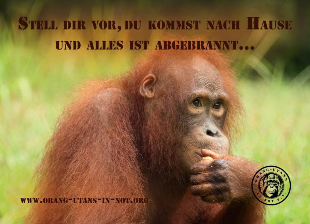 Das zweite Stickermotiv (rechteckig): Ein Orang-Utan sitzt auf einer Wiese sitzt und isst etwas. Über ihm steht „Stell dir vor, du kommst nach Hause und alles ist abgebrannt.“