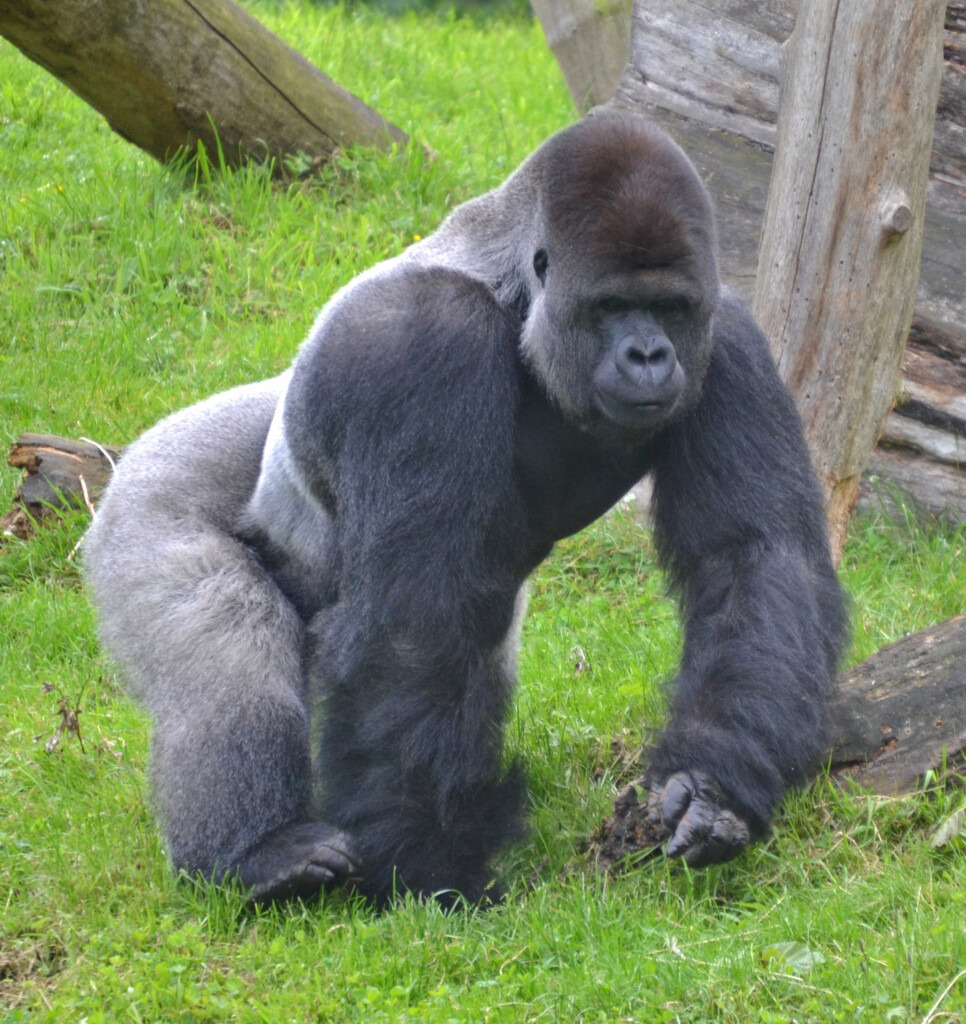 Ein großer männlicher Gorilla. Man sieht die silbernen Beine und Rücken und kräftigen Arme.