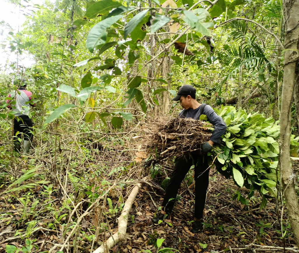 Ein Mitarbeiter trägt ein großes Bündel gesammelter Baumsetzlinge aus dem Waldgebiet.