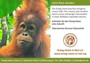 Vorschau der Freianzeige im Format 210x148: Auf der linken Seite ist ein Porträt eines jungen Orang-Utans. Daneben steht „Jetzt Pate werden“ und „Die Orang-Utans brauchen dringend unsere Hilfe. Wir müssen jetzt handeln, damit unsere rothaarigen Verwandten in freier Wildbahn überleben können.“ sowie „Schenken Sie Orang-Utans eine Zukunft: Übernehmen Sie eine Patenschaft.“ Im unteren Bildbereich sind das Vereinslogo, der Vereinsname, die Webadresse und die Kontaktdaten abgebildet.