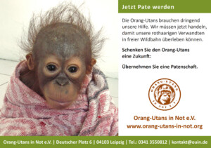 Vorschau der Freianzeige im Format 210x148: Auf der linken Seite ist ein Porträt eines Baby-Orang-Utans, der in eine Decke gewickelt ist. Daneben steht „Jetzt Pate werden“ und „Die Orang-Utans brauchen dringend unsere Hilfe. Wir müssen jetzt handeln, damit unsere rothaarigen Verwandten in freier Wildbahn überleben können.“ sowie „Schenken Sie Orang-Utans eine Zukunft: Übernehmen Sie eine Patenschaft.“ Im unteren Bildbereich sind das Vereinslogo, der Vereinsname, die Webadresse und die Kontaktdaten abgebildet.