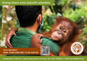 Vorschau der Freianzeige: Die Anzeige zeigt ein Bild mit einem Pfleger, der einen Orang-Utan auf dem Arm hält. Der Orang-Utan schaut in die Kamera. Oben steht "Orang-Utans eine Zukunft schenken". Unten steht "Jetzt spenden!“. Im unteren Bildbereich sind IBAN-Nummer, QR-Code, Vereinslogo und Kontaktdaten abgebildet.