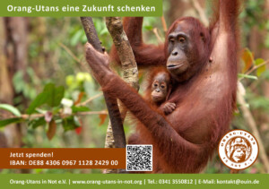 Vorschau der Freianzeige: Die Anzeige zeigt ein Bild mit einer Orang-Utan-Mutter und ihrem Kind. Das Kind klammert sich am Bauch der Mutter fest. Oben steht "Orang-Utans eine Zukunft schenken". Unten steht "Jetzt spenden!“. Im unteren Bildbereich sind IBAN-Nummer, QR-Code, Vereinslogo und Kontaktdaten abgebildet.