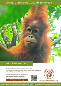 Vorschau der Freianzeige: Oben steht „Orang-Utans eine Zukunft schenken“. Darunter ist ein Porträt eines jungen Orang-Utans abgebildet. Darunter steht „Jetzt Pate werden“; „Die Orang-Utans brauchen dringend unsere Hilfe. Wir müssen jetzt handeln, damit unsere rothaarigen Verwandten in freier Wildbahn überleben können.“; „Schenken Sie Orang-Utans eine Zukunft: Übernehmen Sie eine Patenschaft.“ Im unteren Bildbereich sind Webadresse, QR-Code, Vereinslogo und Kontaktdaten abgebildet.
