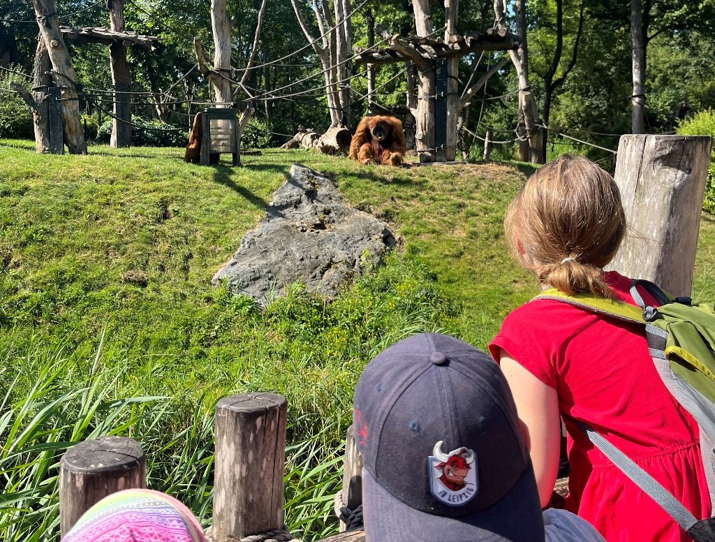 Grundschüler beobachten den Orang-Utan-Mann.