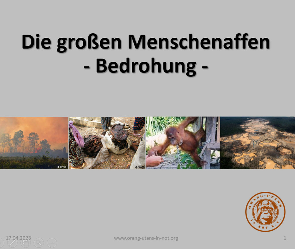 Auf einer Präsentationsfolie ist der Titel des Moduls „Die großen Menschenaffen - Bedrohung“ zu lesen. Unter dem Titel sieht man vier Bilder: Einen Waldbrand, den Verkauf von Buschfleisch, einen jungen Orang-Utan in Ketten und eine große Fläche gerodeten Regenwald.