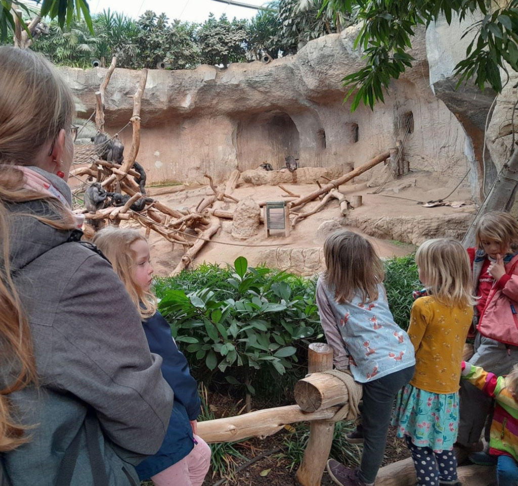 Kinder stehen vor einem Schimpansengehege und beobachten die Tiere.