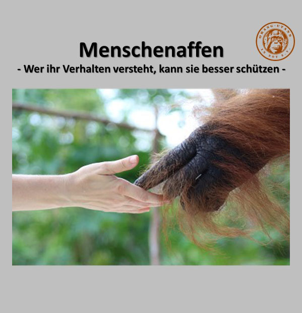 Auf einer Präsentationsfolie ist der Titel des Moduls „Menschenaffen – Wer ihr Verhalten versteht, kann sie besser schützen“ zu lesen. Unter dem Titel sieht man ein Bild: Eine Menschenhand, die eine Orang-Utan-Hand berührt.