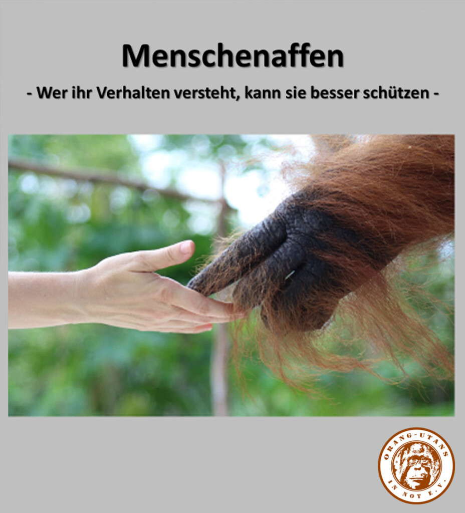 Eine Präsentationsfolie steht der Titel des Moduls „Menschenaffen – Wer ihr Verhalten versteht, kann sie besser schützen“. Unter dem Titel befindet sich ein Bild: eine Menschenhand, die eine Orang-Utan-Hand berührt.