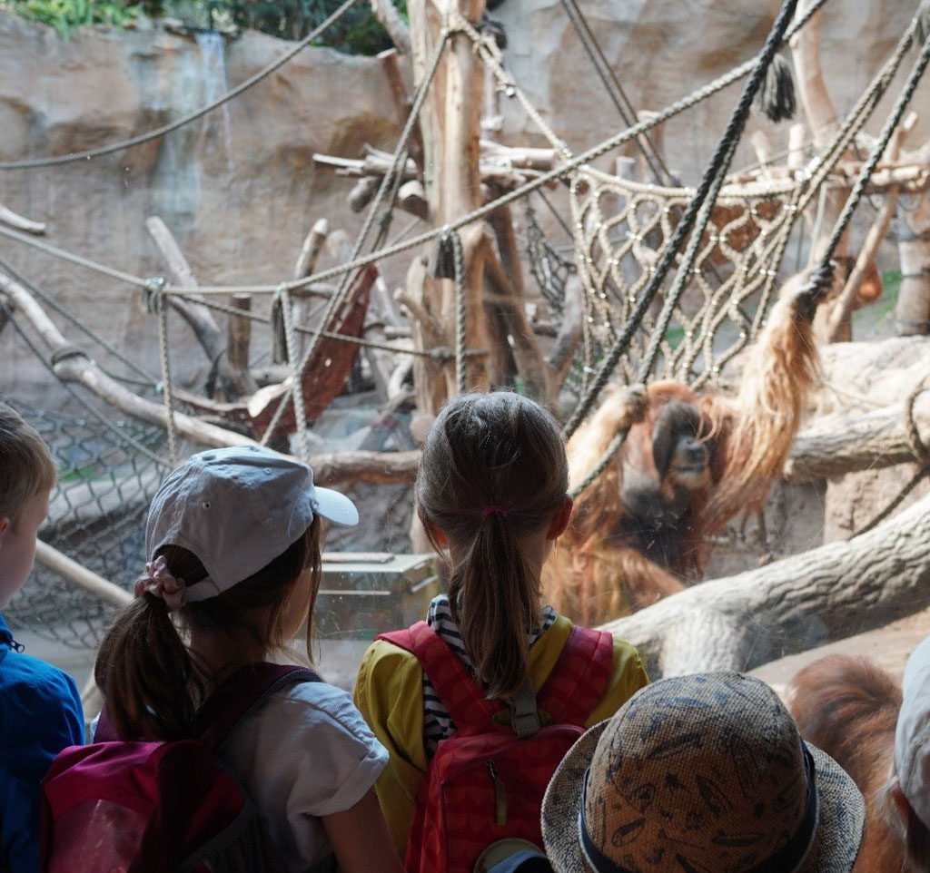 Mehrere Kinder stehen vor einem Orang-Utan Gehege, in dem ein dominantes Männchen an Seilen hangelt.