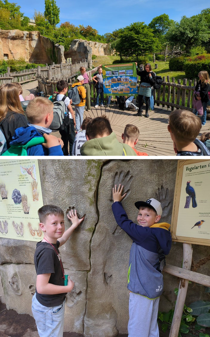 Bild oben: Eine Schulklasse befindet sich auf einer Art Holzterrasse vor dem Pongoland des Zoo Leipzig. Die Umweltbildnerin hält gemeinsam mit einer Lehrkraft ein Plakat hoch, auf dem die Auswirkungen von Monokulturen auf das Klima thematisiert sind. Bild unten: Zwei Schüler halten ihre Hände in Hand- und Fußabdrücke von Menschenaffen, die sich an einem künstlichen Felsen befinden.