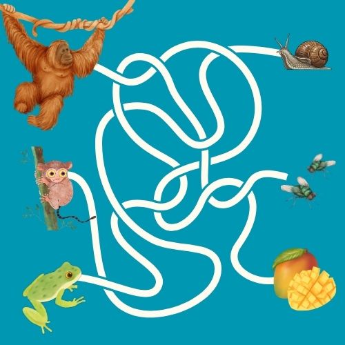 Grafik: Vor einem blauen Hintergrund sind auf der linken Seite ein Orang-Utan, ein Koboldmaki und ein Frosch abgebildet. Auf der rechten Seite sind eine Schnecke, zwei Fliegen und eine Mango abgebildet. Von jedem Tier führt eine Linie zu seiner jeweiligen Nahrung. Die Linien sind jedoch ineinander verworren.