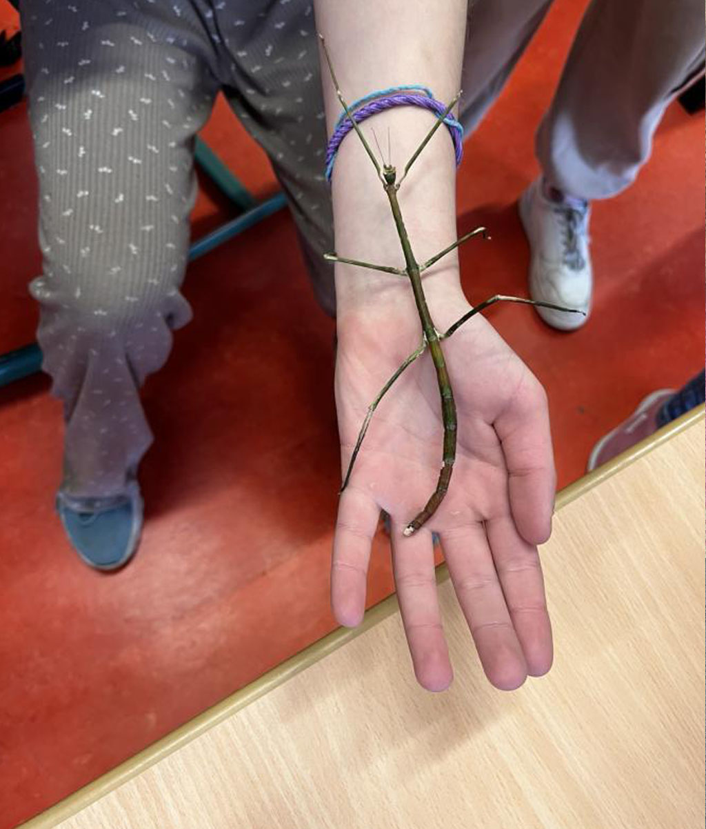 Auf einem Arm krabbelt eine weibliche Stabheuschrecke. Dahinter steht ein Kind, auf dessen Arm eine kleinere männliche Stabheuschrecke krabbelt. Daneben stehen weitere Personen um einen Tisch herum.