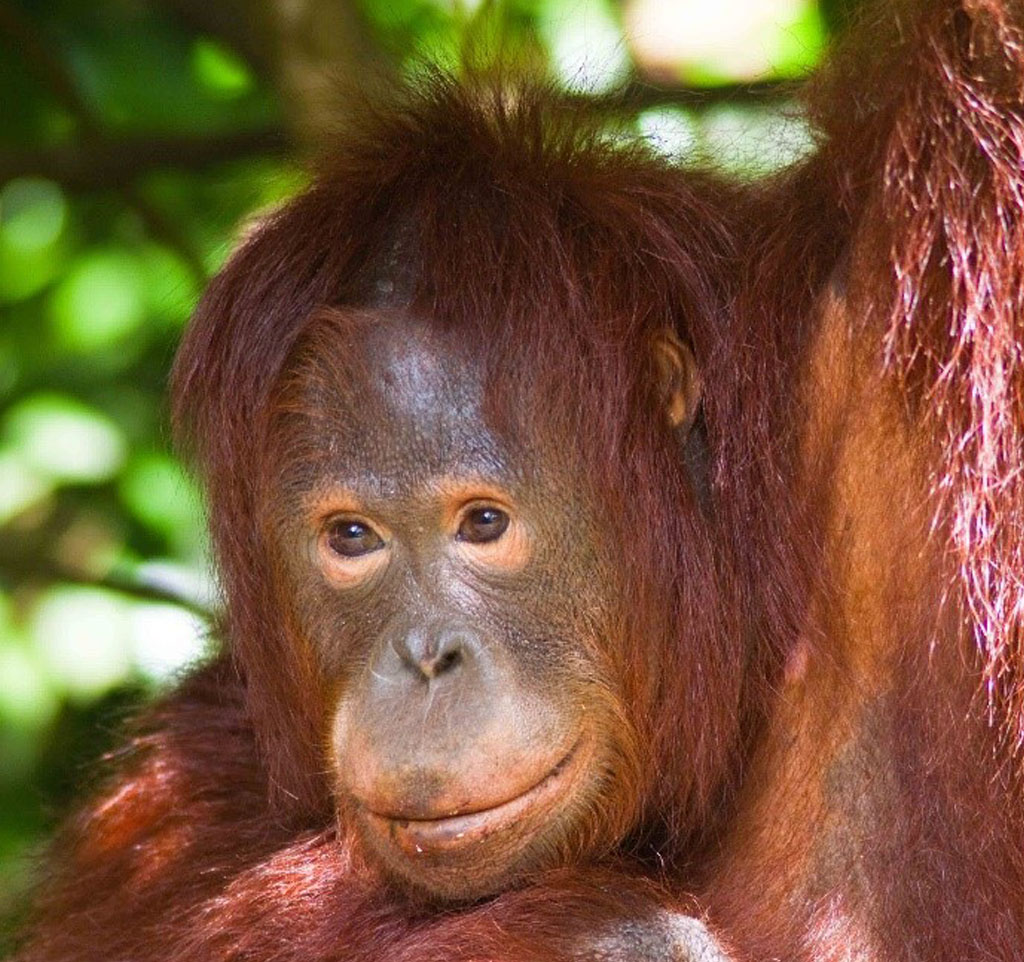 Foto eines Orang-Utan-Weibchens, welches sich mit einem Arm an einem Ast festhält.
