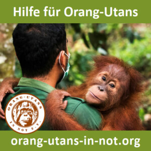 Vorschau der Freianzeige: Die Anzeige zeigt ein Bild mit einem Pfleger, der einen Orang-Utan auf dem Arm hält. Der Orang-Utan schaut in die Kamera. Oben steht "Hilfe für Orang-Utans". Unten steht "orang-utans-in-not.org" und das Vereinsloge ist links abgebildet.
