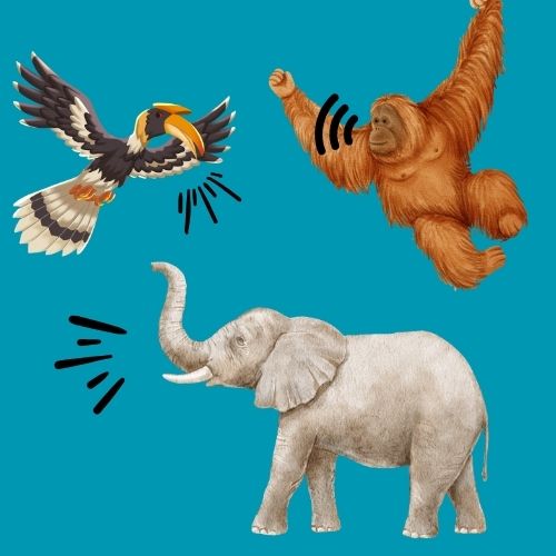 Grafik: Vor einem blauen Hintergrund sind ein Orang-Utan, ein Hornvogel und ein Elefant mit Rufsymbolen abgebildet.