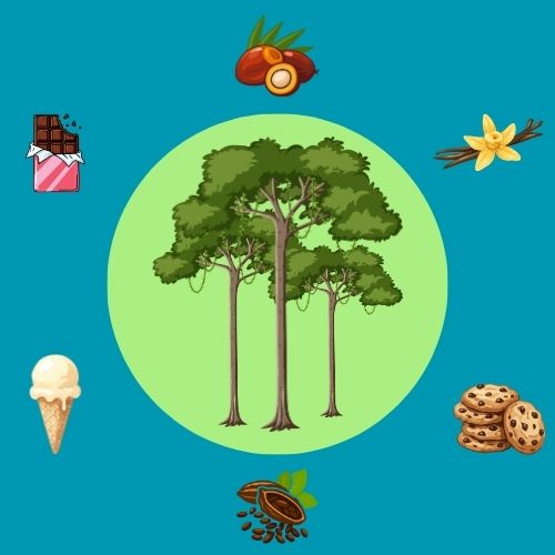 Grafik: Vor einem blauen Hintergrund sind in einem grünen Kreis drei Bäume abgebildet. Um den grünen Kreis herum sind Palmfrüchte, eine Vanilleschote, Cookies, eine Kakaobohne, ein Eis und eine Tafel Schokolade im Kreis angeordnet.