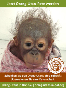 Vorschau der Freianzeige im Format 90x120: Abgebildet ist ein ganzflächiges Porträt eines Baby-Orang-Utans, der in eine Decke gewickelt ist.  Oben steht: "Jetzt Orang-Utan-Pate werden". Unten steht: "Schenken Sie den Orang-Utans eine Zukunft: Übernehmen Sie eine Patenschaft." Im unteren Bildbereich sind außerdem das Vereinslogo, der Vereinsname und die Webadresse abgebildet.