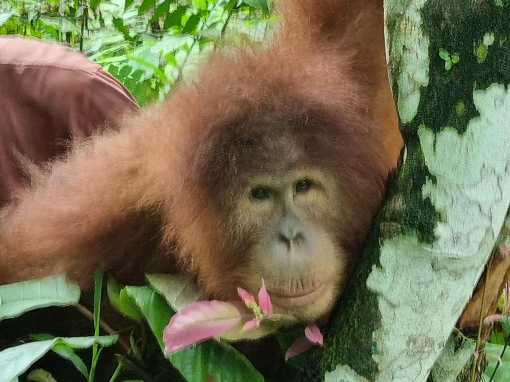 Ein junger Orang-Utan schaut durch eine Astgabel in die Kamera.