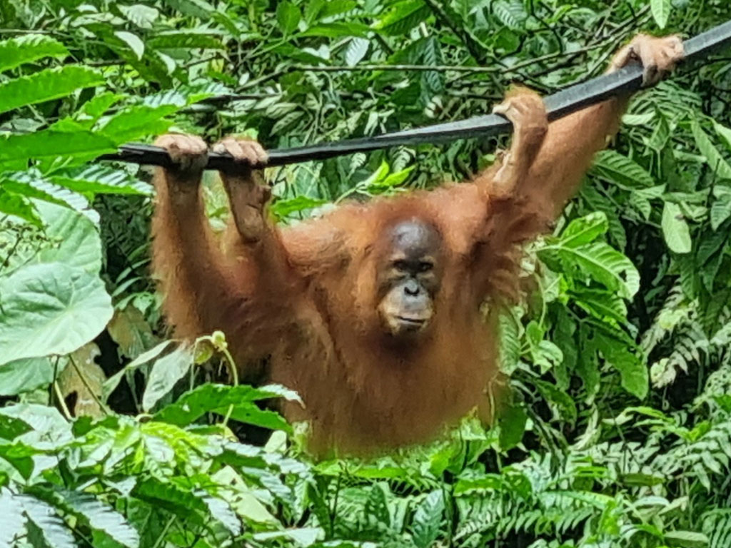 Ein junger Orang-Utan hängt mit Händen und Füßen an einem Seil und schaut vergnügt in die Kamera.