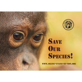 Das Motiv des ersten Stickers (rechteckig): Die linke Hälfte wird von dem Gesicht eines Orang-Utans eingenommen und auf der rechten Seite kann man „Save our species!“ lesen, wobei die Anfangsbuchstaben der drei Wörter ein SOS ergeben.