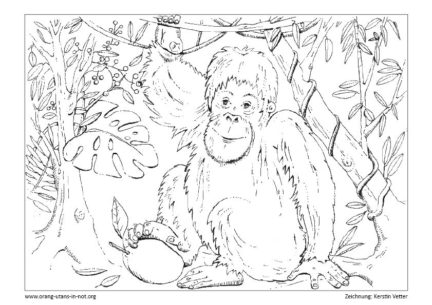 Ein junger Orang-Utan sitzt auf einem Ast und greift eine Mango mit seinem Fuß.