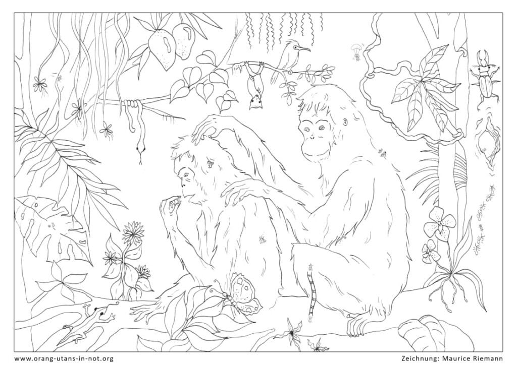 Ausmalbild: Zwei Orang-Utans sitzen hintereinander im Regenwald und lausen sich.