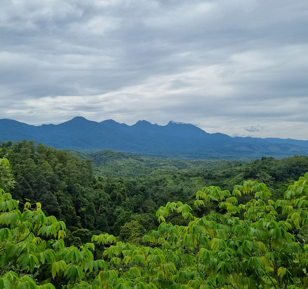Panoramabild des Regenwaldes. Die Aufnahmen wurde von einem erhöhten Standpunkt gemacht und zeigt Regenwald von oben.