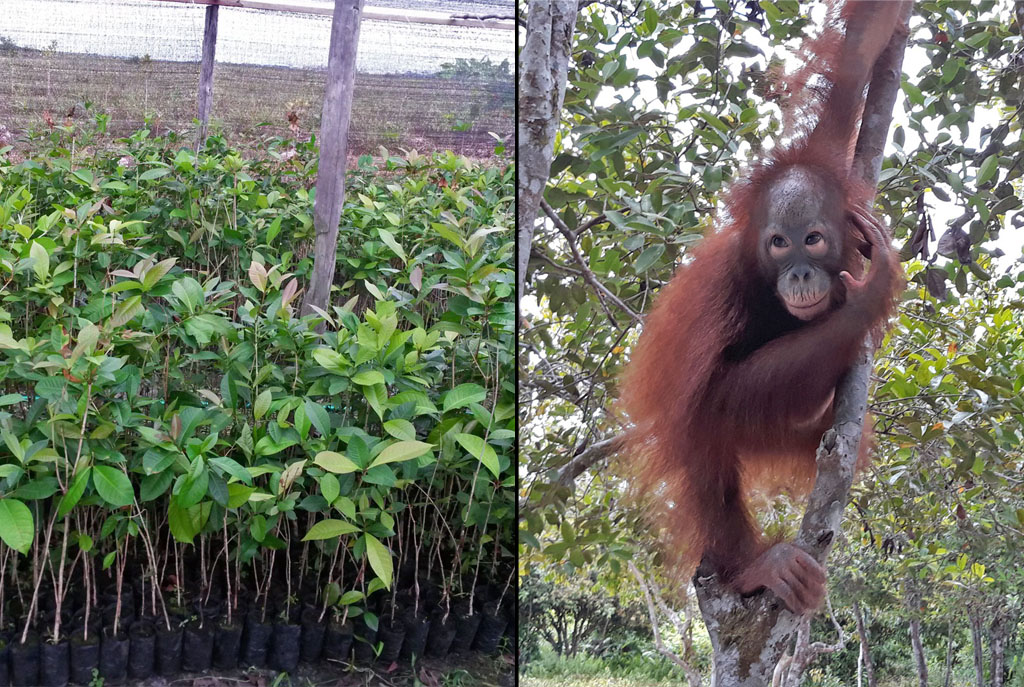 Das Bild besteht aus zwei einzelnen Fotos. Links: Viele Baumsetzlinge in der Baumschule. Rechts: Ein junger Orang-Utan hängt an einem Baumstamm.