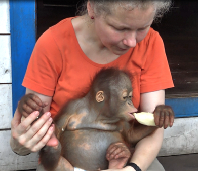 Julia Cissewski mit einem jungen Orang-Utan-Waisen auf dem Schoß, der eine Banane isst.