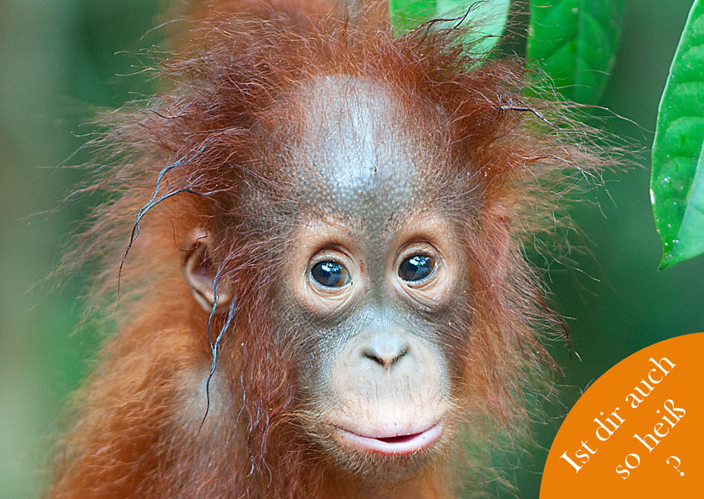 Porträt eines jungen Orang-Utans, der eindringlich in die Kamera schaut. Die Bildecke unten rechts ist mit einem Halbkreis in orange überdeckt. In dem Halbkreis steht: "Ist dir auch so heiß?".
