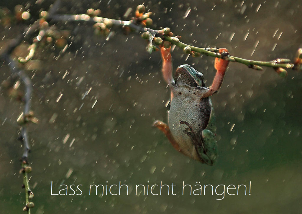 Ein Frosch hält sich mit seinen Armen an einem dünnen Ast fest. sein Körper hängt nach unten. Am unteren Bildrand steht: "Lass mich nicht hängen!".