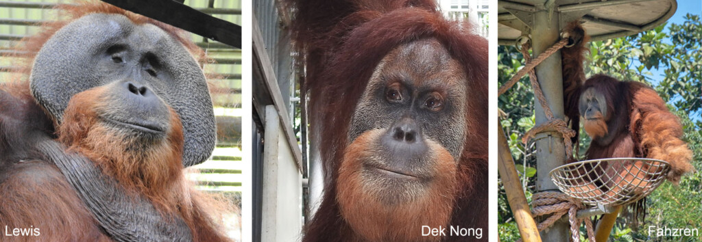 Links: Porträt von dem Orang-Utan-männchen Lewis. Mitte: Porträt des Orang-Utan-Weichens Dek Nong. Rechts: Fahzren sitzt in seiner Nestplattform.
