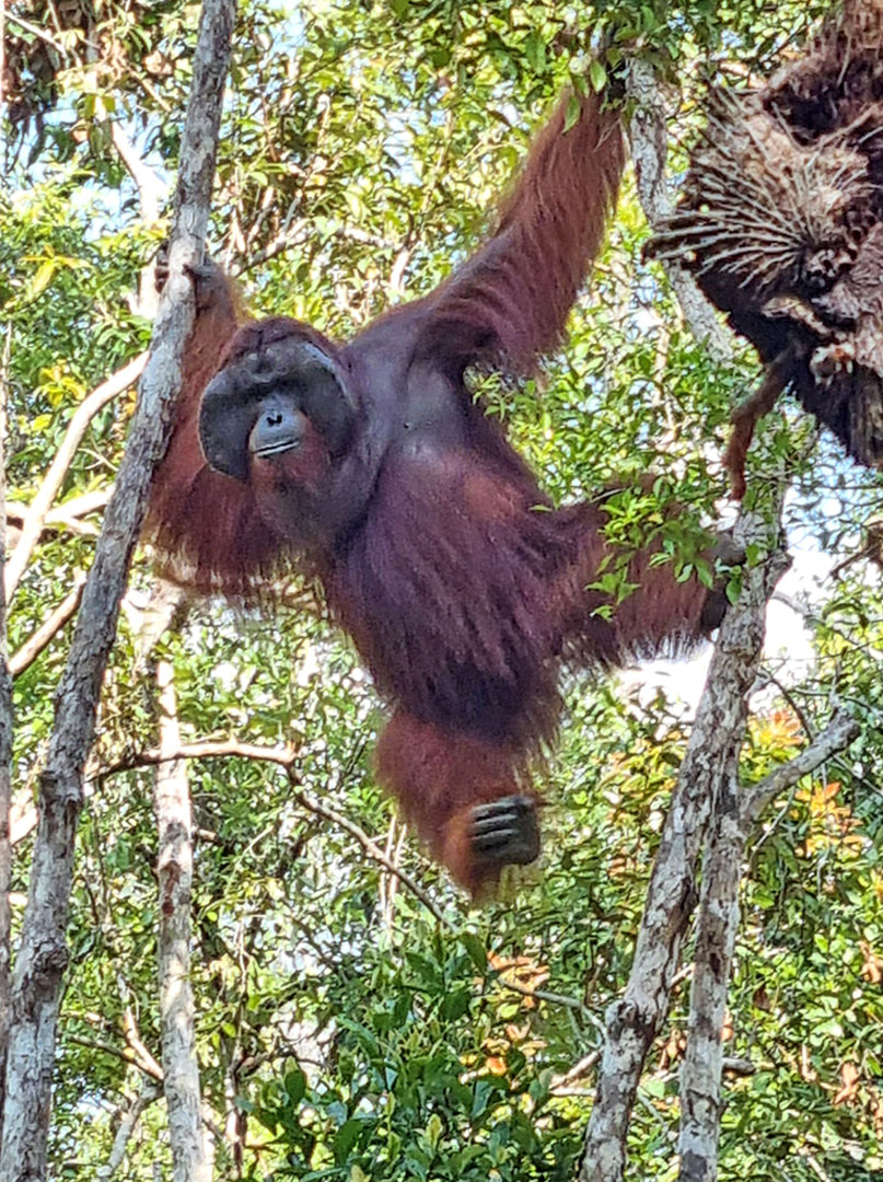 Ein erwachsener männlicher Orang-Utan hält sich an zwei kleinen Bäumen fest.