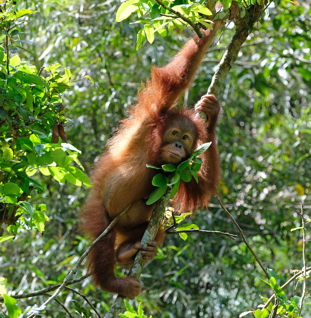 Das junge Orang-Utan-Weibchen Janet hängt an einem Ast in der Baumkrone.