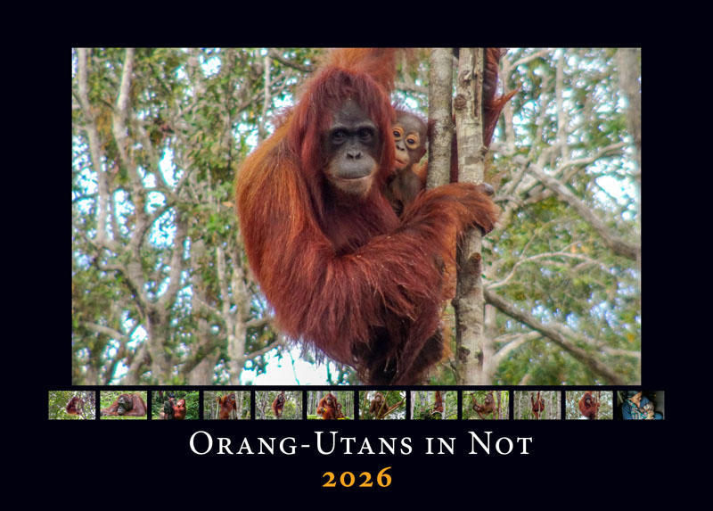 Titelseite des Orang-Utans in Not Kalenders 2026. Das Titelbild zeigt eine Orang-Utan-Mutter mit ihrem Kind. Die Mutter hängt an einem Baumstamm, ihr Kind klammert sich an ihren Bauch. Unter dem Titelbild sind kleine Vorschaubilder der 12 Monatsseiten angeordnet.